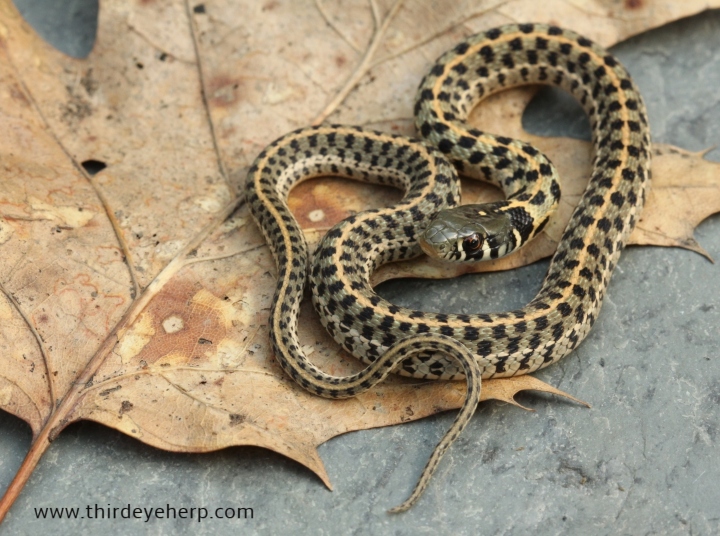 Checkered Garter Snake